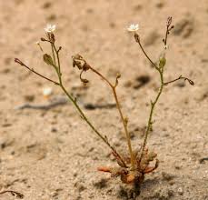 Image result for Aristida canescens