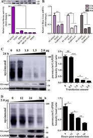 Dokumenty powiązane z artykułem 52. A Conserved Region Of Nonstructural Protein 1 From Alphacoronaviruses Inhibits Host Gene Expression And Is Critical For Viral Virulence Journal Of Biological Chemistry