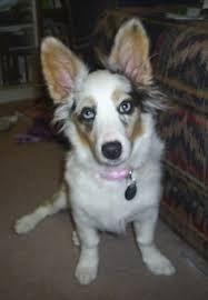 Maybe you would like to learn more about one of these? Aussie Corgi Dog Breed Information