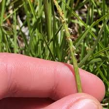 Image result for Hemarthria