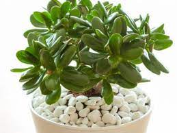 The jade plant is a good luck symbol for money. Jade Plant Care Instructions How To Care For A Jade Plant