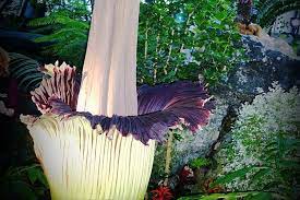 Putrella The Corpse Flower At The Muttart Conservatory Weird Plants Plants Trees To Plant