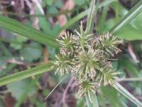 Image result for Cyperus cyperoides
