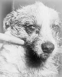 Rabies Wiktionary Verbs are the action words in a sentence that describe what the subject is doing. rabies wiktionary