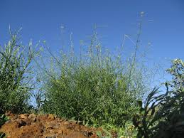 Image result for Sisymbrium orientale