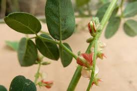 Image result for Indigofera subulata
