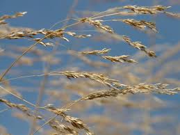 Image result for Eragrostis humidicola