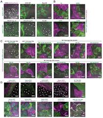 My go to florist because they always have the freshest flowers i used the peeps19 promotion code for free chocolates. Sars Cov 2 Requires Cholesterol For Viral Entry And Pathological Syncytia Formation Elife