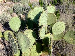 Buy online on our web shop. Opuntia Engelmannii Engelmann Prickly Pear