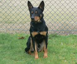 Your tan kelpie stock images are ready. Marabou Kelpies Marabou Kelpie Working Dogs