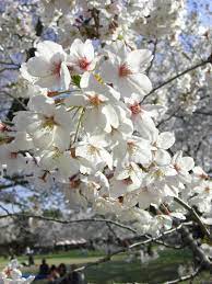 The Cherry Blossom Or Sakura Is The Unofficial Cherry Blossom Blossom Spring Landscape