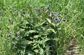 Image result for Clematis uhehensis