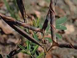 Image result for Tephrosia meisneri