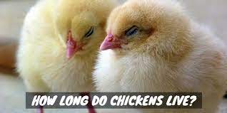 Wild ball pythons can die from: How Long Do Chickens Live Sorry Chicken