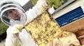 Invasive Hornet Species Looms as Threat to Swedish Honey Bees