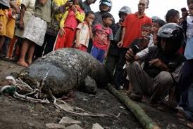 Kobaran api dan asap membumbung hingga puluhan meter. Wow Warga Temukan Ikan Raksasa Di Sungai Cimanuk Republika Online