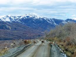 Depart from our private airstrip just outside of denali national park. Kanada Spezialist Sk Touristik Denali Shuttle Bus