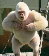 We did not find results for: Psbattle Albino Gorilla Beating Its Chest Photoshopbattles