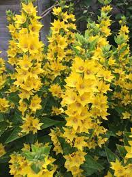 Yellow ray flowers are broad; Garden Answers Plant Identification Plants Plant Identification Hardy Perennials