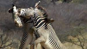 Animal zebra sex
