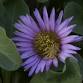 California Native Plant Education Event and Plant Sale event image