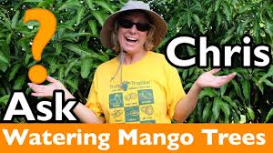 Best methods on how to water fruit trees. Ask Chris How Often Should I Water My Mango Tree Youtube