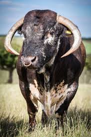 Hawksmoor The Best Steak Restaurant In London Cattle Longhorn Cattle Farm Animals