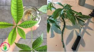 For bareroot transplanting, after digging the trench, wash the soil off the lateral roots with water. How To Fix Root Rot In Money Tree Signs And Causes Garden For Indoor