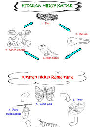 Jom nyanyi ulat dan kepompongkitar rama. Sains Kitaran Hidup Haiwan