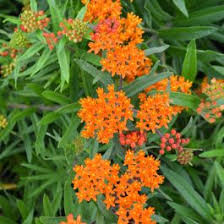 Image result for Asclepias eminens