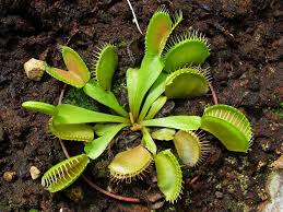 5 out of 5 stars. Caring For A Venus Fly Trap The Zen Succulent Durham S Neighborhood Plant Gift Shop