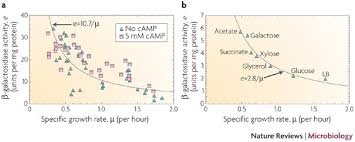 Β-Galactosidase - Wikipedia