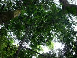 Image result for Secamone dewevrei