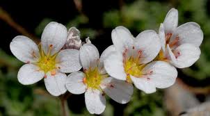 Image result for Galiniera saxifraga