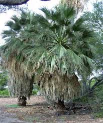 Image result for Wiesneria filifolia