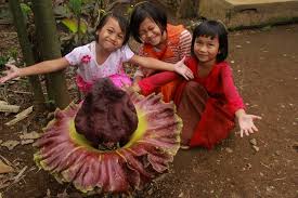 Maybe you would like to learn more about one of these? 6 Perbedaan Harus Diketahui Antara Bunga Bangkai Dan Rafflesia Lembaga Ilmu Pengetahuan Indonesia