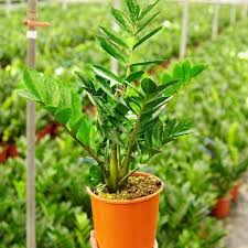 Maybe you would like to learn more about one of these? Tanaman Hias Bunga Zamia Culcas Shopee Indonesia