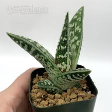 Image result for Aloe wollastonii