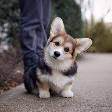 Corgi Cute Cute Corgi Corgi Dog Cute Little Animals
