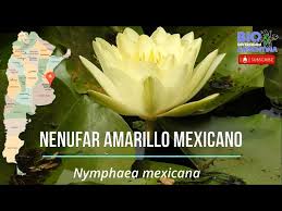 Image result for Nymphaea cf. mexicana
