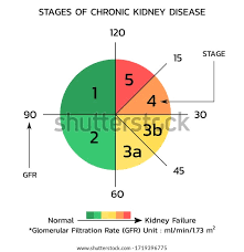 Glomerulare Filtrationsrate Gfr Nierenfunktion Vektorgrafik