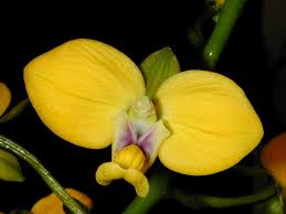 Image result for Eulophia schweinfurthii