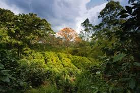 1,000+ vectors, stock photos & psd files. Visiting A Coffee Plantation In Costa Rica Go Visit Costa Rica