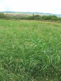 Image result for Panicum subflabellatum