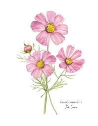 Image result for Cosmos bipinnatus