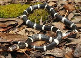 Pin On Animal Reptiles