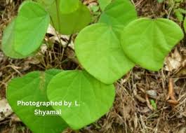 Image result for Cissampelos