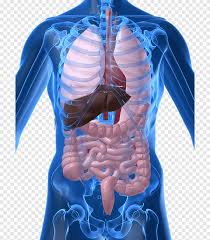 Maybe you would like to learn more about one of these? Organ Human Body Female Reproductive System Anatomy Woman People Woman Png Pngegg