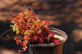 Image result for Crassula rhodesica