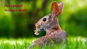 Iepurasul mustacios e de paste norocos. Mesaje De PaÈ™te 2020 Cele Mai Frumoase Mesaje È™i FelicitÄƒri De PaÈ™te Mesaje Pentru SÄƒrbÄƒtoarea Invierii